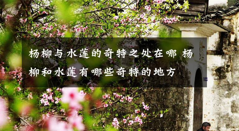 杨柳与水莲的奇特之处在哪 杨柳和水莲有哪些奇特的地方