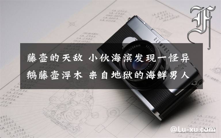 藤壶的天敌 小伙海滨发现一怪异鹅藤壶浮木 来自地狱的海鲜男人看到后都直哆嗦