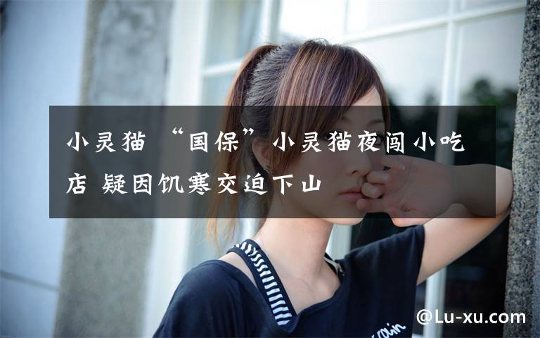 小灵猫 “国保”小灵猫夜闯小吃店 疑因饥寒交迫下山