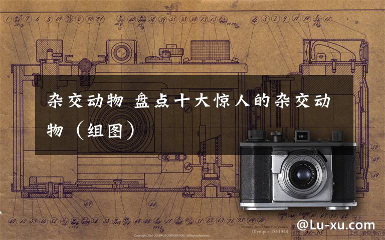 杂交动物 盘点十大惊人的杂交动物（组图）