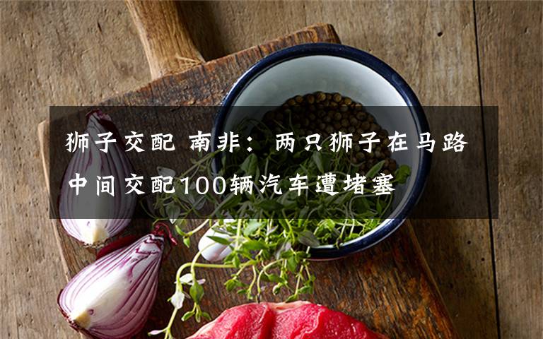 狮子交配 南非:两只狮子在马路中间交配100辆汽车遭堵塞