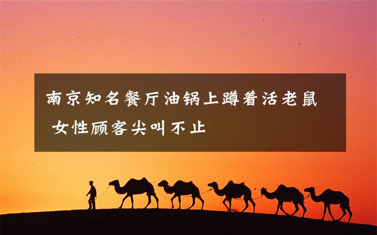 南京知名餐厅油锅上蹲着活老鼠 女性顾客尖叫不止