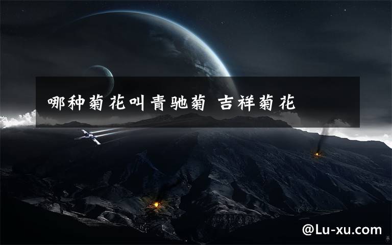 哪种菊花叫青驰菊 吉祥菊花