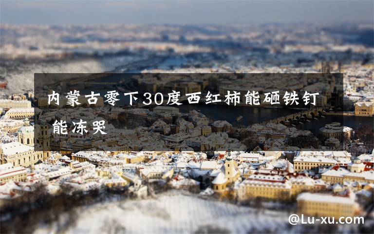 内蒙古零下30度西红柿能砸铁钉 能冻哭