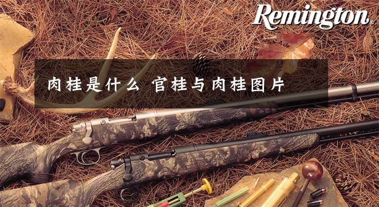 肉桂是什么 官桂与肉桂图片