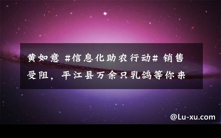黄如意 #信息化助农行动# 销售受阻,平江县万余只乳鸽等你来买