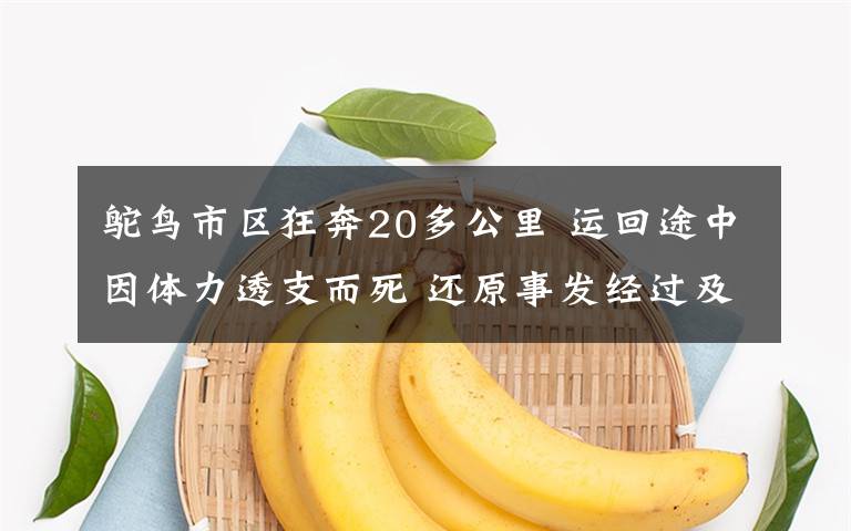 鸵鸟市区狂奔20多公里 运回途中因体力透支而死 还原事发经过及背后真相!