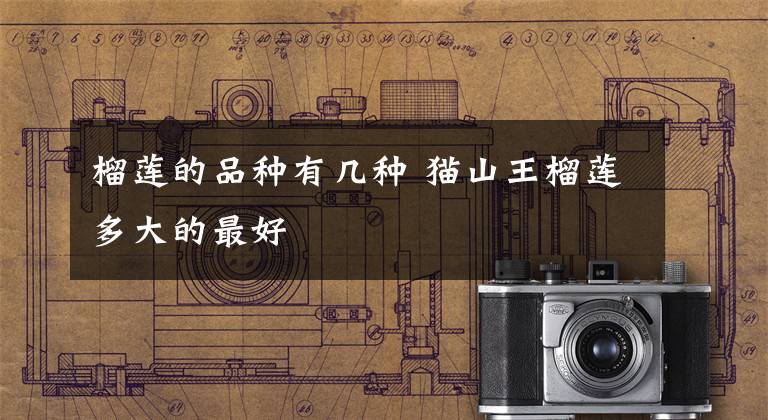 榴莲的品种有几种 猫山王榴莲多大的最好