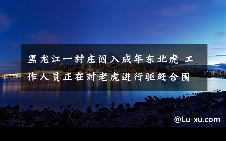 黑龙江一村庄闯入成年东北虎 工作人员正在对老虎进行驱赶合围 真相原来是这样!