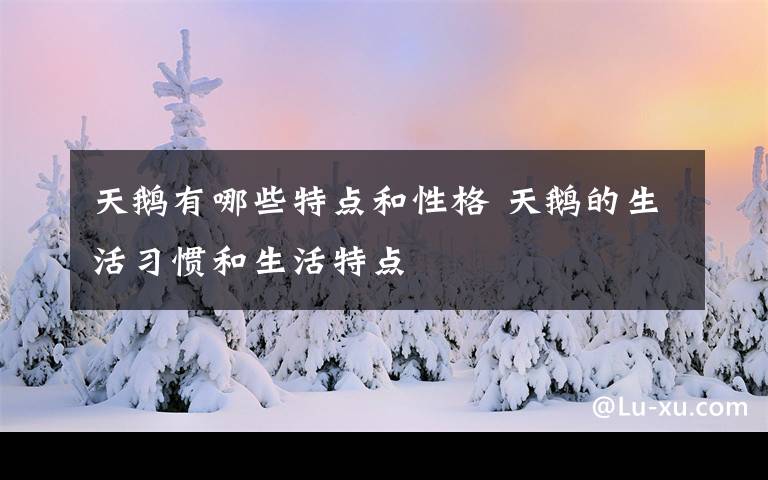 天鹅有哪些特点和性格 天鹅的生活习惯和生活特点