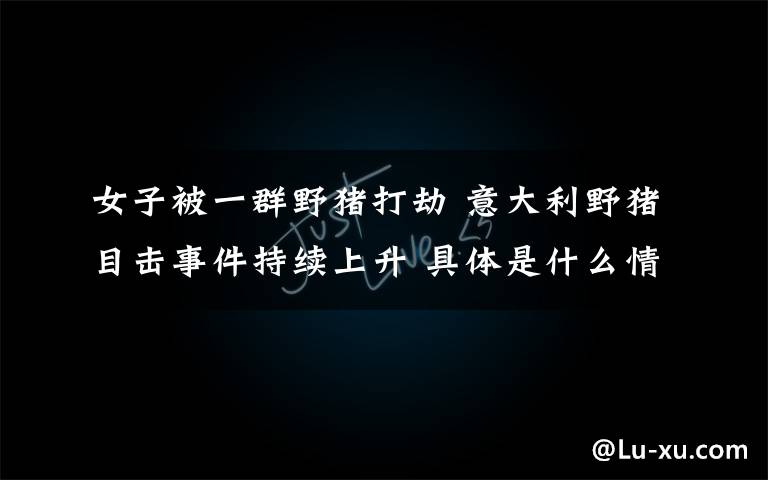 女子被一群野猪打劫 意大利野猪目击事件持续上升 具体是什么情况?
