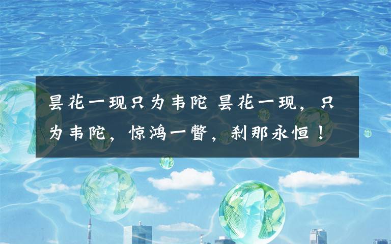 昙花一现只为韦陀 昙花一现,只为韦陀,惊鸿一瞥,刹那永恒!