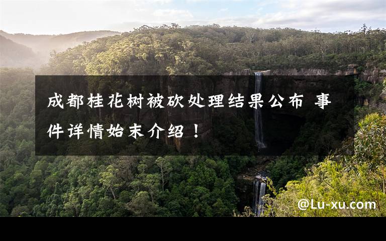 成都桂花树被砍处理结果公布 事件详情始末介绍!