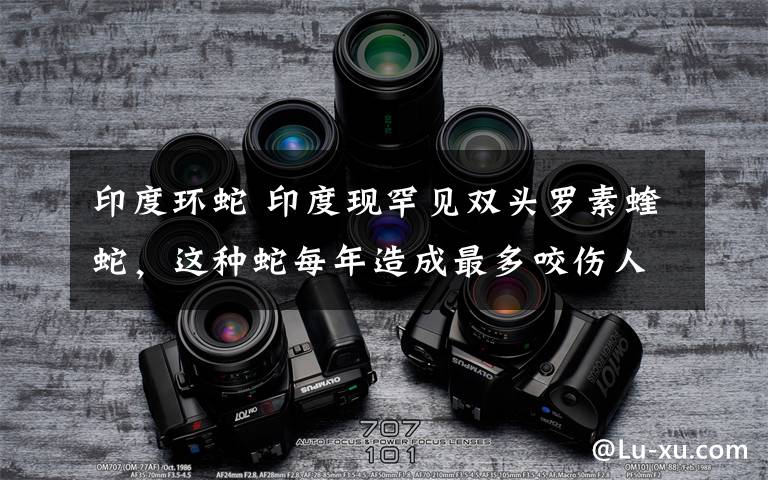 印度环蛇 印度现罕见双头罗素蝰蛇,这种蛇每年造成最多咬伤人类事件