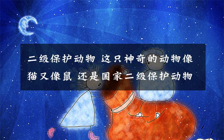 二级保护动物 这只神奇的动物像猫又像鼠 还是国家二级保护动物