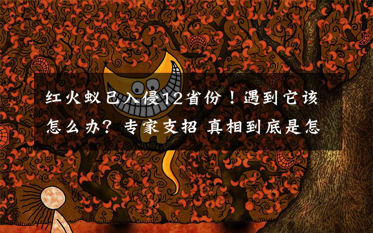 红火蚁已入侵12省份!遇到它该怎么办?专家支招 真相到底是怎样的?