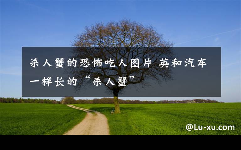 杀人蟹的恐怖吃人图片 英和汽车一样长的“杀人蟹”