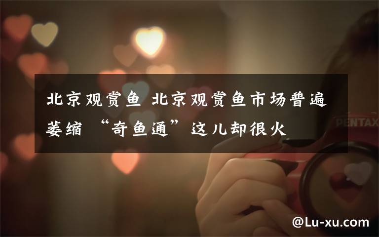 北京观赏鱼 北京观赏鱼市场普遍萎缩 “奇鱼通”这儿却很火