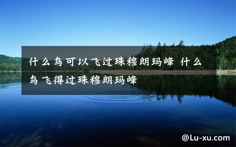 什么鸟可以飞过珠穆朗玛峰 什么鸟飞得过珠穆朗玛峰