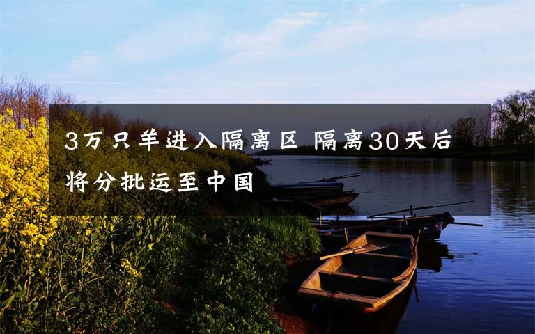 3万只羊进入隔离区 隔离30天后将分批运至中国