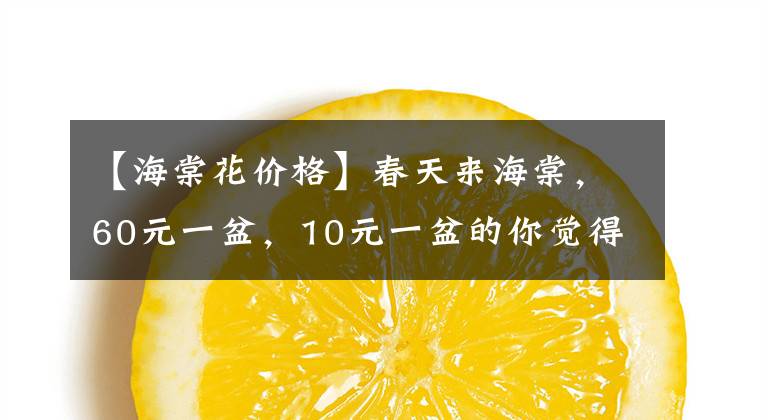 【海棠花价格】春天来海棠，60元一盆，10元一盆的你觉得差别大吗？