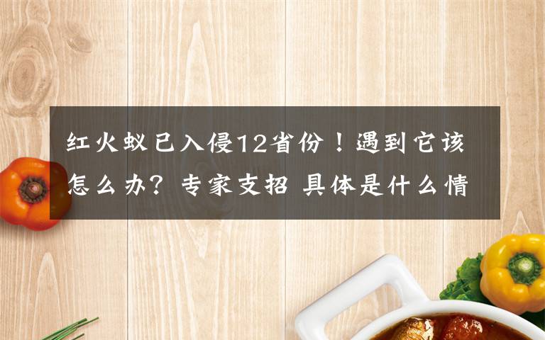 红火蚁已入侵12省份!遇到它该怎么办?专家支招 具体是什么情况?
