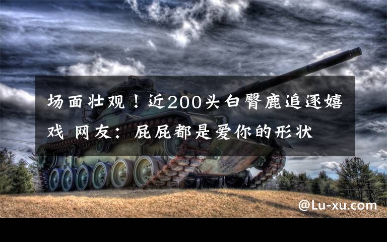 场面壮观！近200头白臀鹿追逐嬉戏 网友：屁屁都是爱你的形状