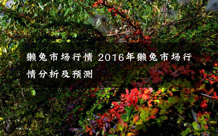 獭兔市场行情 2016年獭兔市场行情分析及预测