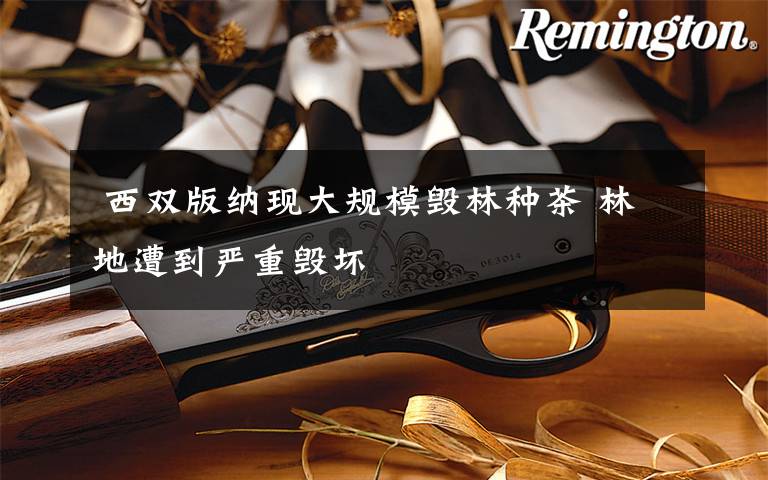  西双版纳现大规模毁林种茶 林地遭到严重毁坏