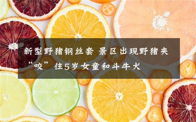 新型野猪钢丝套 景区出现野猪夹“咬”住5岁女童和斗牛犬