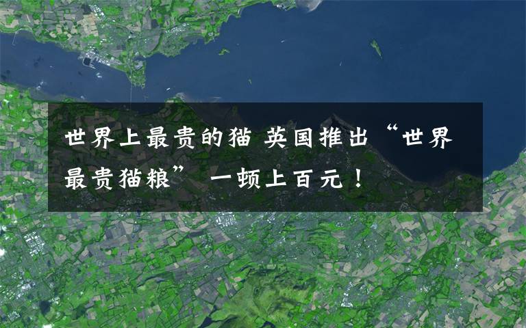 世界上最贵的猫 英国推出“世界最贵猫粮” 一顿上百元！