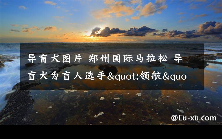 导盲犬图片 郑州国际马拉松 导盲犬为盲人选手"领航"