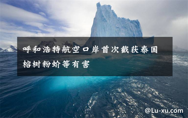 呼和浩特航空口岸首次截获泰国榕树粉蚧等有害