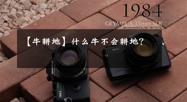 【牛耕地】什么牛不会耕地？