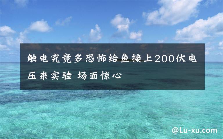 触电究竟多恐怖给鱼接上200伏电压来实验 场面惊心