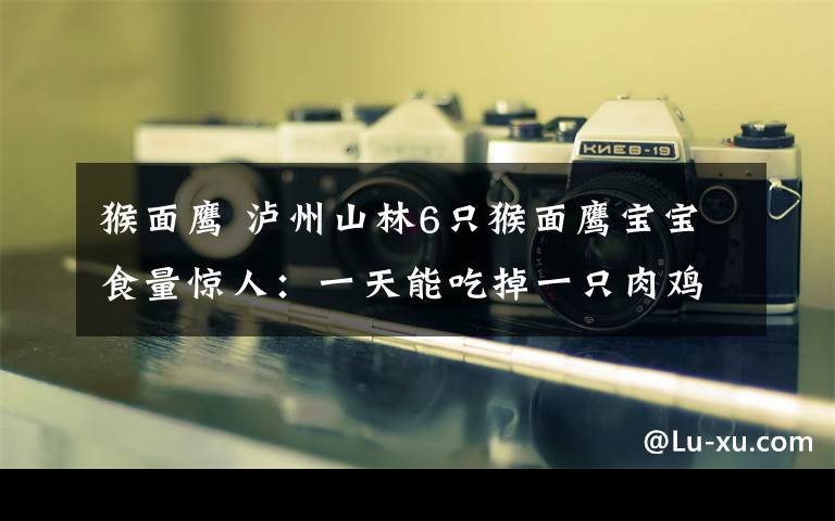 猴面鹰 泸州山林6只猴面鹰宝宝食量惊人:一天能吃掉一只肉鸡