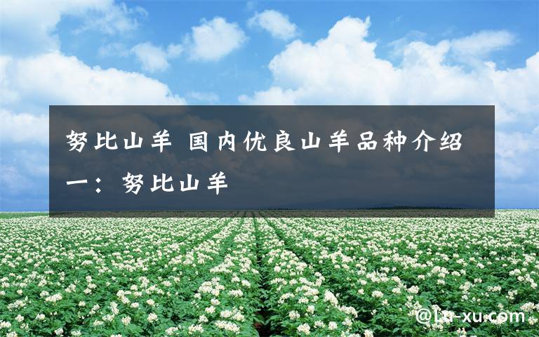 努比山羊 国内优良山羊品种介绍一:努比山羊