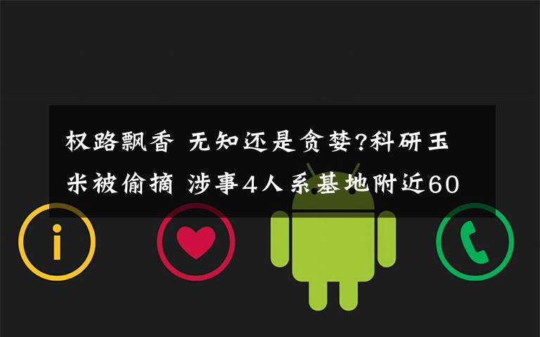 权路飘香 无知还是贪婪?科研玉米被偷摘 涉事4人系基地附近60-80岁妇女