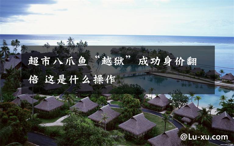 超市八爪鱼“越狱”成功身价翻倍 这是什么操作