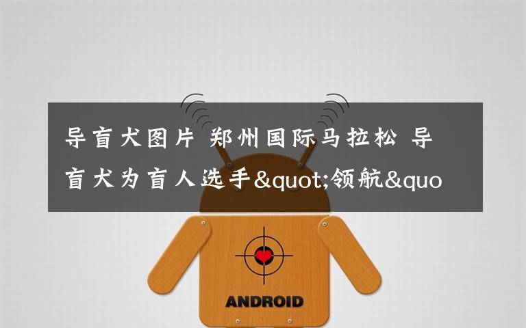 导盲犬图片 郑州国际马拉松 导盲犬为盲人选手"领航"