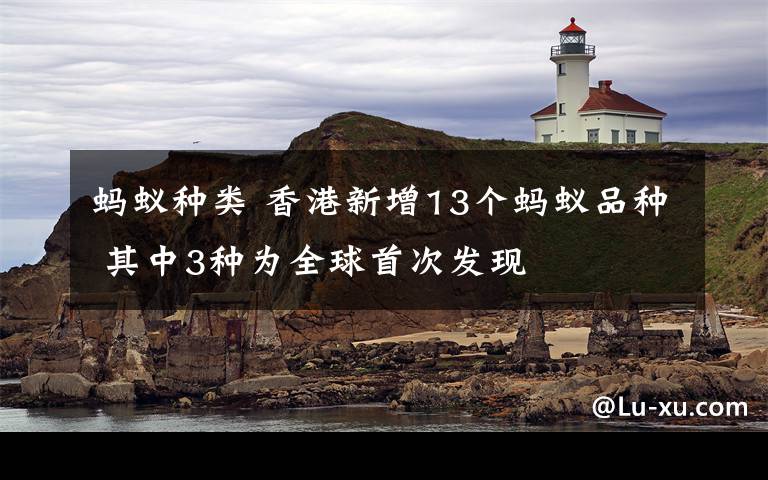 蚂蚁种类 香港新增13个蚂蚁品种 其中3种为全球首次发现