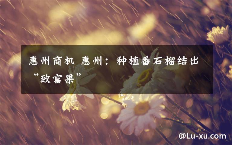 惠州商机 惠州:种植番石榴结出“致富果”