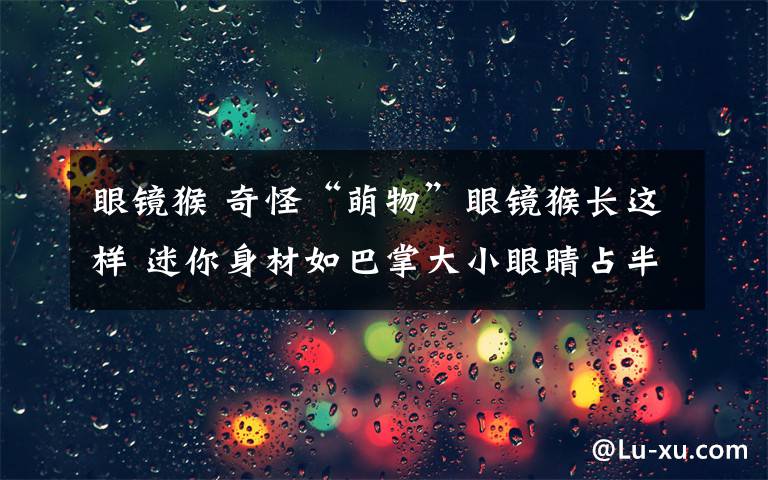 眼镜猴 奇怪“萌物”眼镜猴长这样 迷你身材如巴掌大小眼睛占半张脸