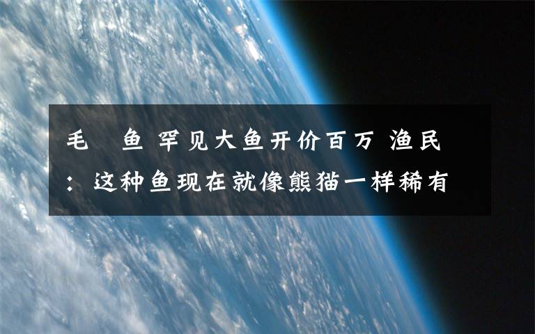 毛鲿鱼 罕见大鱼开价百万 渔民:这种鱼现在就像熊猫一样稀有