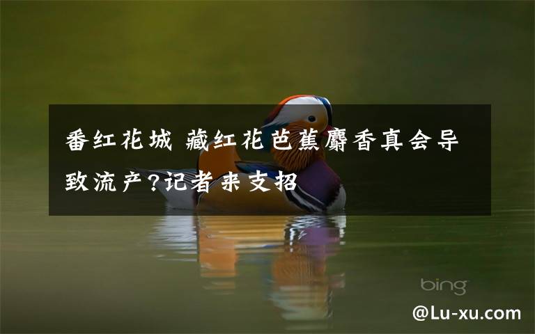 番红花城 藏红花芭蕉麝香真会导致流产?记者来支招