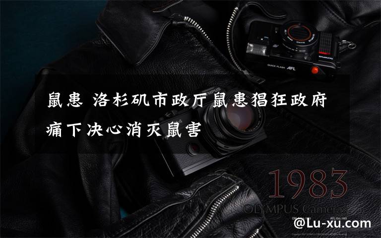 鼠患 洛杉矶市政厅鼠患猖狂政府痛下决心消灭鼠害