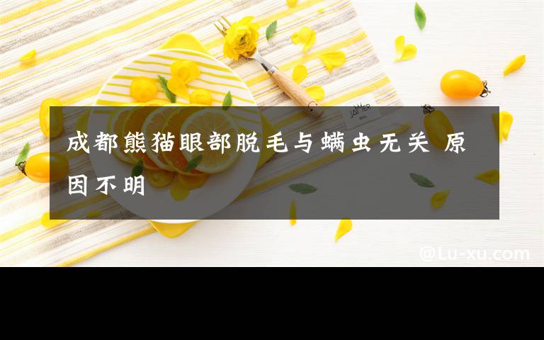 成都熊猫眼部脱毛与螨虫无关 原因不明