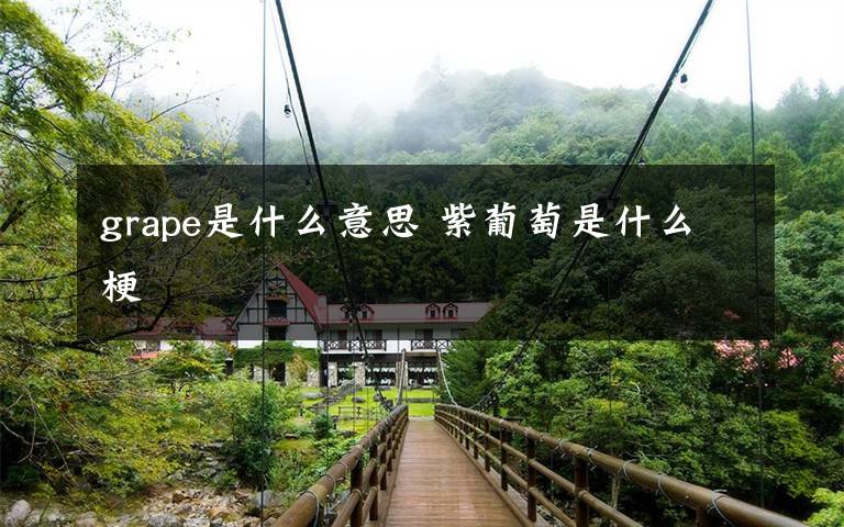 grape是什么意思 紫葡萄是什么梗