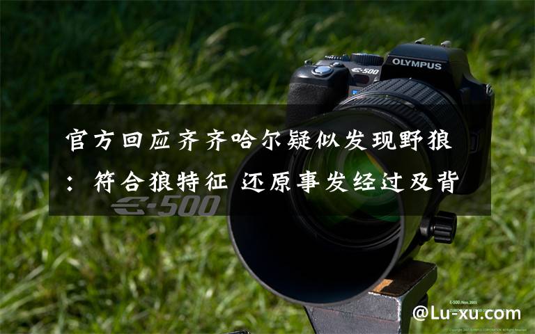 官方回应齐齐哈尔疑似发现野狼：符合狼特征 还原事发经过及背后原因！