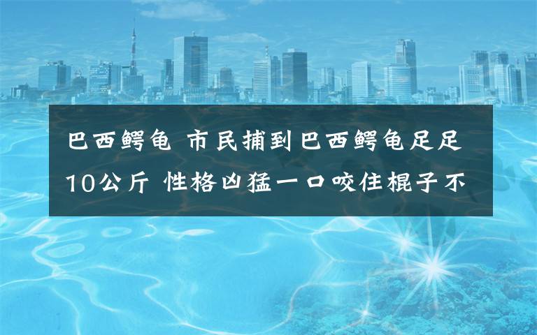 巴西鳄龟 市民捕到巴西鳄龟足足10公斤 性格凶猛一口咬住棍子不松口